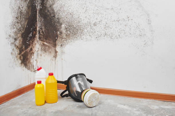 Best Local Mold Removal Service  in Pittsburg, KS