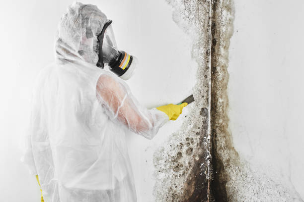 Best Commercial Mold Removal  in Pittsburg, KS