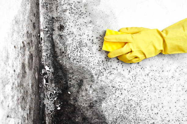 Mold Testing and Removal in Pittsburg, KS