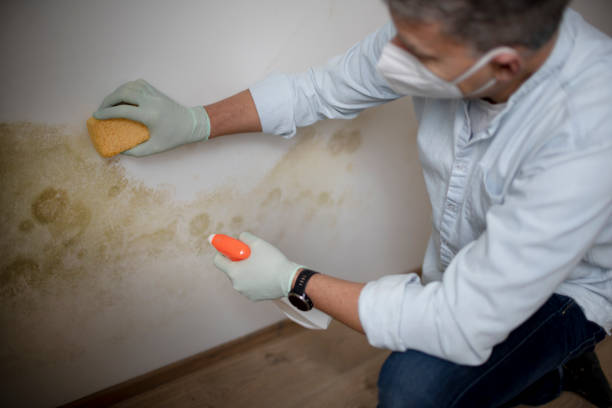 Best Mold Testing  in Pittsburg, KS