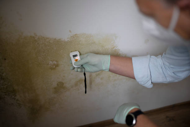 Best Home Mold Removal  in Pittsburg, KS