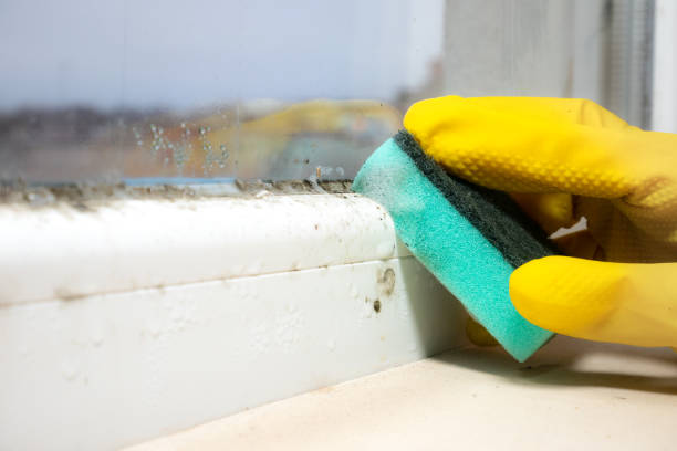 Best Local Mold Removal Service  in Pittsburg, KS