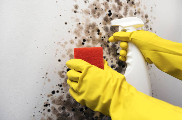 Best Mold Testing  in Pittsburg, KS