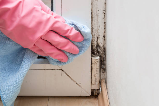 Best Emergency Mold Removal  in Pittsburg, KS