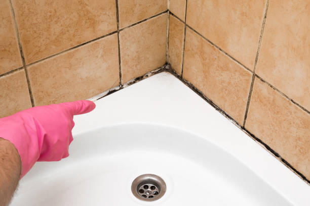 Best Mold Testing and Removal  in Pittsburg, KS